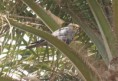 /album/photogallery/grey-kestrel-2-jpg/